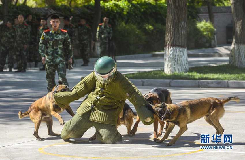 5月27日，新疆公安边防总队训练基地的警犬在演练对“犯罪嫌疑人”进行撕咬。