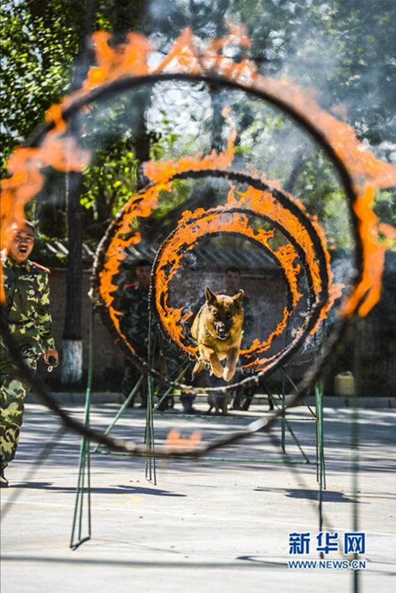 5月27日，新疆公安边防总队训练基地的警犬在进行钻火圈训练。 