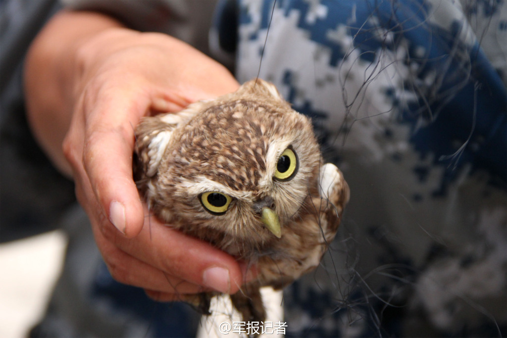 高清:猫头鹰撞上空军机场粘鸟网 被官兵救下放生