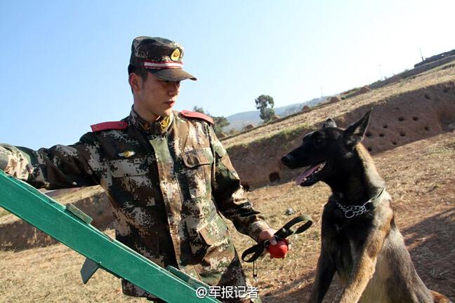武警90后训导员：军犬最亲密的战友