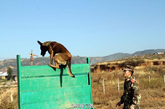 武警90后训导员：军犬最亲密的战友