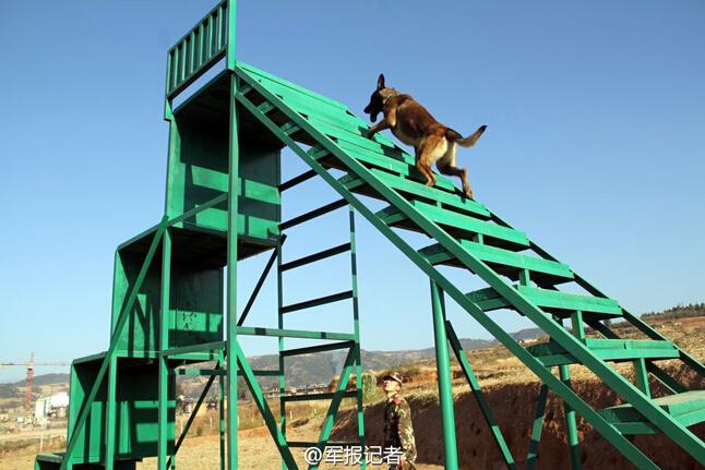 武警90后训导员：军犬最亲密的战友