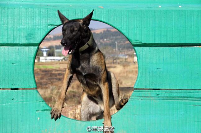 武警90后训导员：军犬最亲密的战友