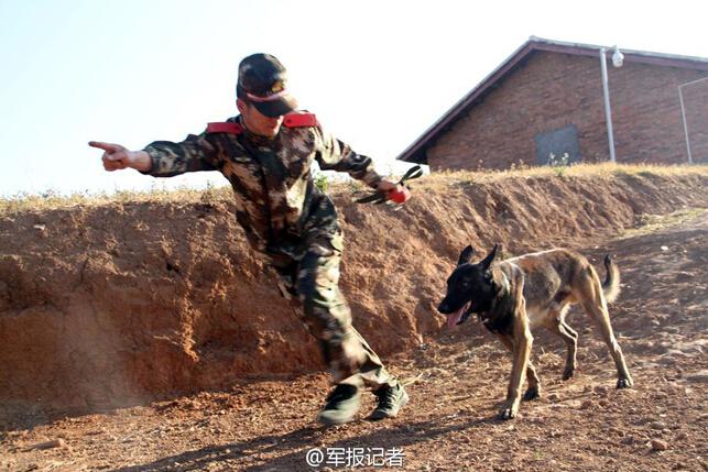 武警90后训导员：军犬最亲密的战友